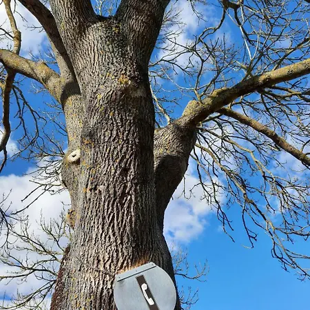 Landhof Trittelwitz Lägenhet Schonfeld (Mecklenburgische Seenplatte)