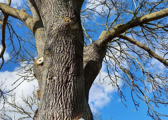 Landhof Trittelwitz Daire Schonfeld (Mecklenburgische Seenplatte)